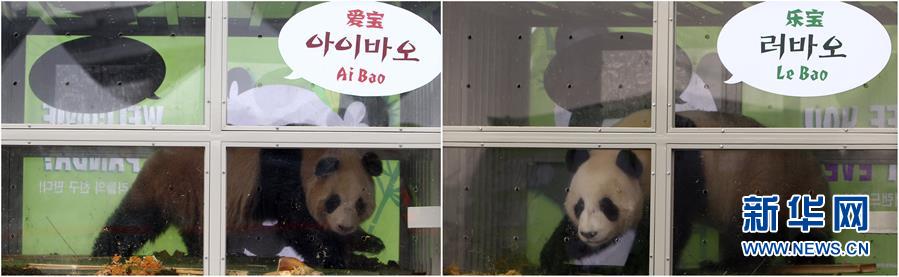 Coreia do Sul recebe casal de pandas chineses