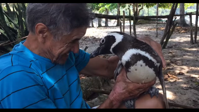 Pinguim nada 8 mil km todos os anos para visitar brasileiro que o salvou