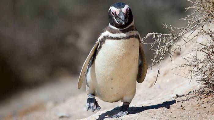 Pinguim nada 8 mil km todos os anos para visitar brasileiro que o salvou