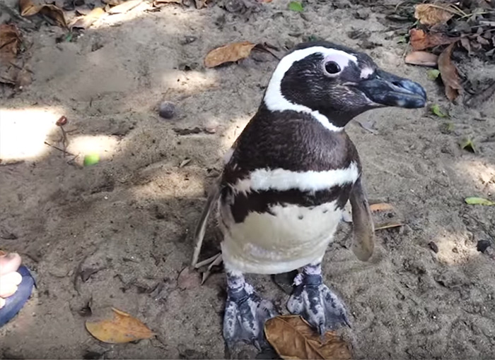 Pinguim nada 8 mil km todos os anos para visitar brasileiro que o salvou