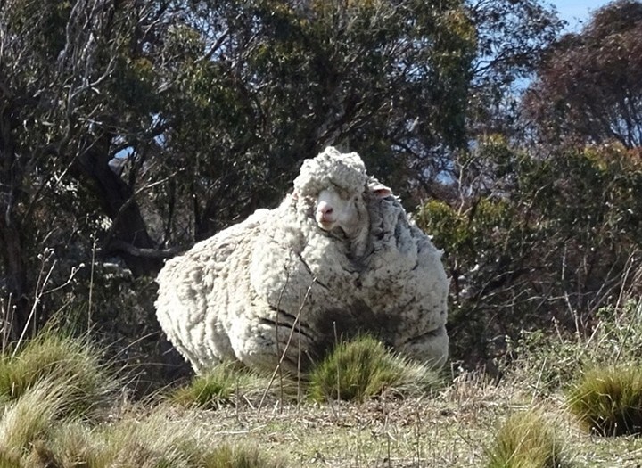 Ovelha gigante da Austrália