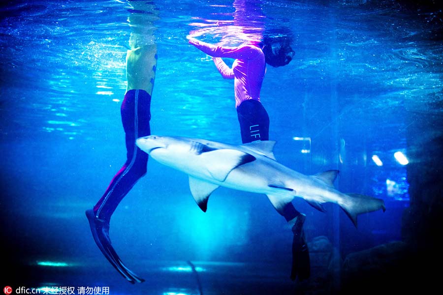 Mulher sai da televisão para se tornar uma “sereia” em aquário de Changchun