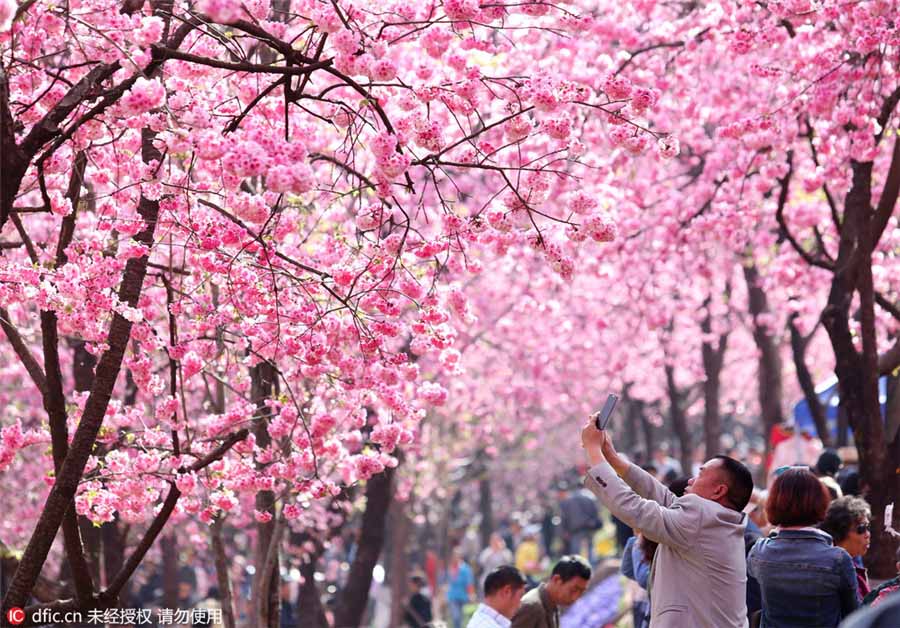 Flores de Cerejeira florescem no sul da China