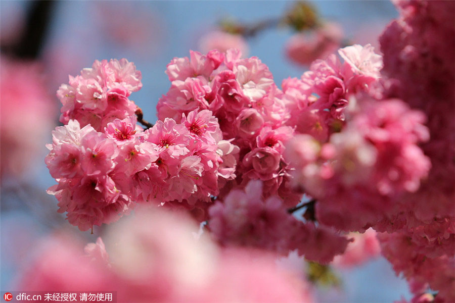 Flores de Cerejeira florescem no sul da China