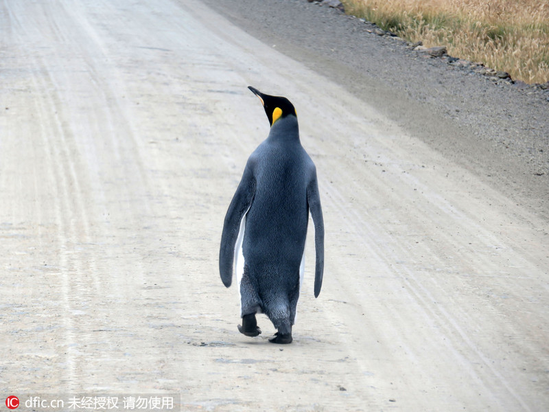 Pinguim-imperador desnorteado alvo da câmara de fotógrafo