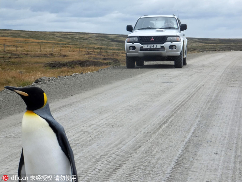 Pinguim-imperador desnorteado alvo da câmara de fotógrafo