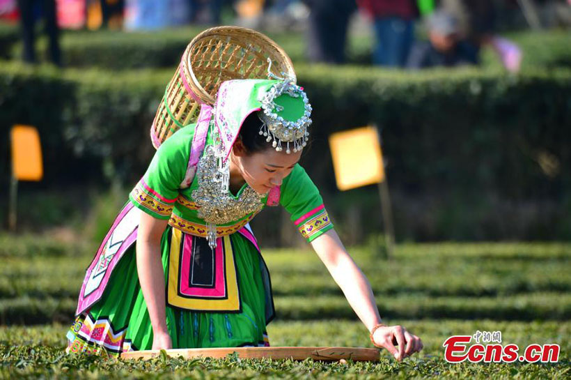 Colheita de chá da primavera começa no centro da China