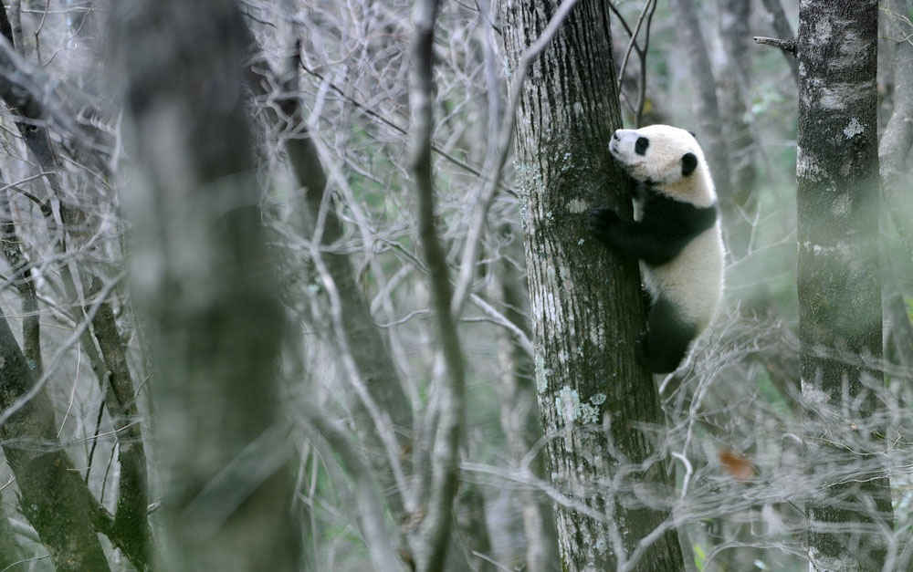 Pandas selvagens vistos no noroeste da China