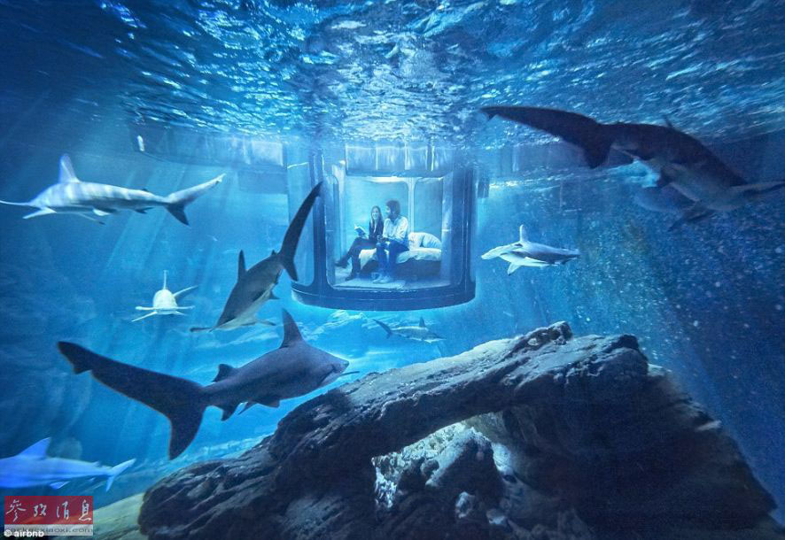 Insólito: Aquário de Paris oferece a oportunidade de dormir com…tubarões