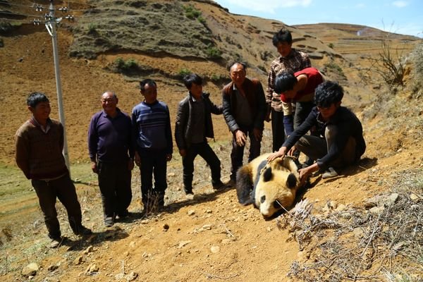 Localizado panda gigante selvagem no sudoeste da China