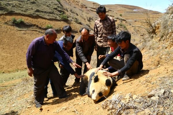 Localizado panda gigante selvagem no sudoeste da China