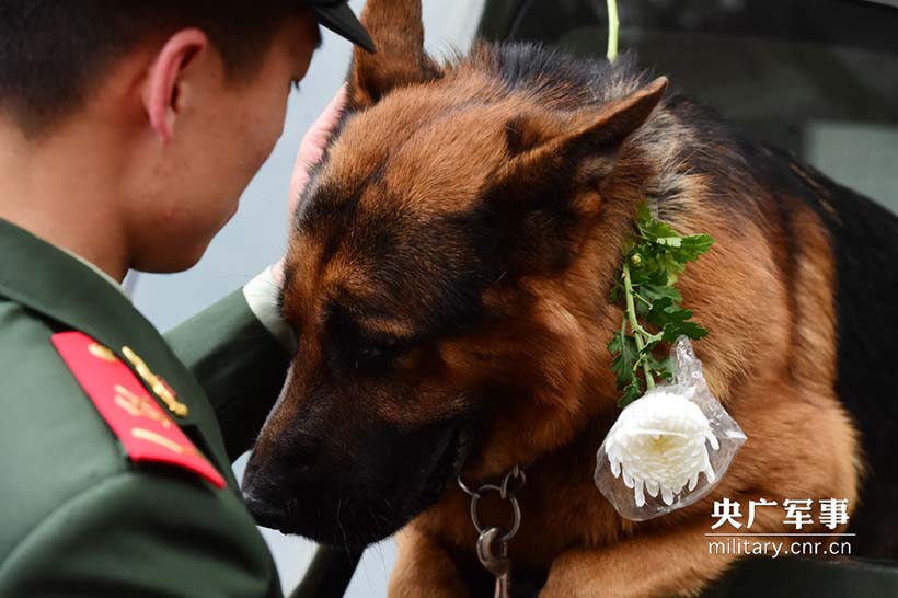 Soldados prestam homenagem aos cães policiais heróis