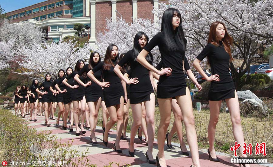 Estudantes universitárias desfilam em meio às cerejeiras