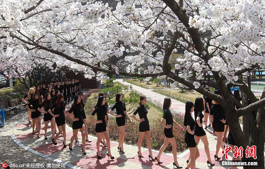 Estudantes universitárias desfilam em meio às cerejeiras