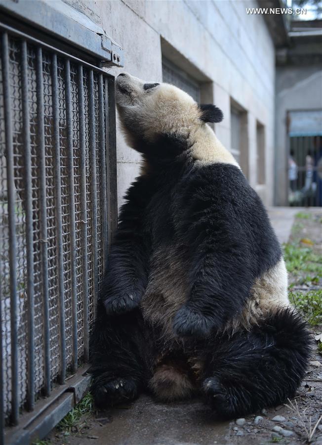 Pandas gigantes em cativeiro na China entram em época de acasalamento