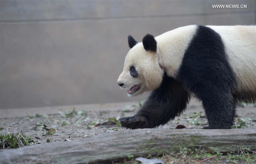 Pandas gigantes em cativeiro na China entram em época de acasalamento