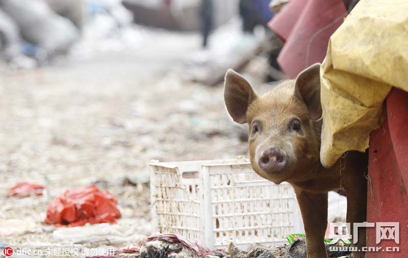 Idoso faz criação de 14 porcos na área urbana de Zhengzhou