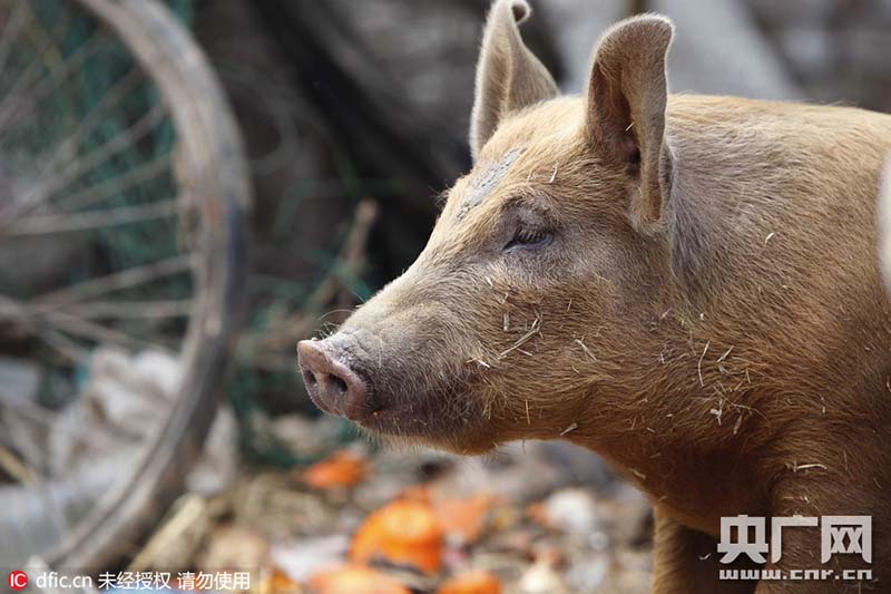 Idoso faz criação de 14 porcos na área urbana de Zhengzhou