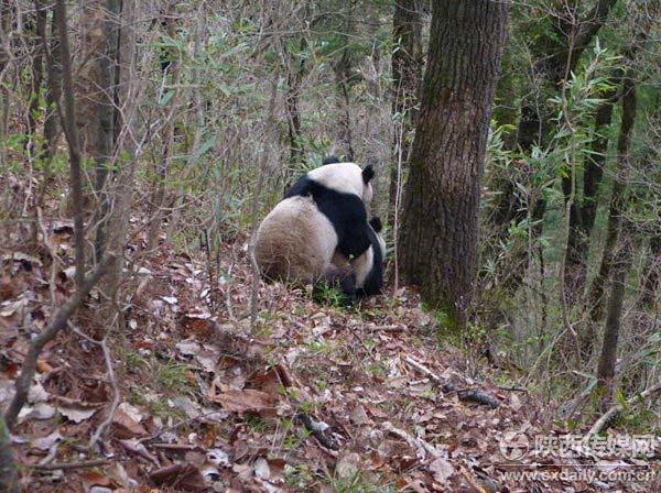 Imagens raras de pandas selvagens se acasalando são divulgadas