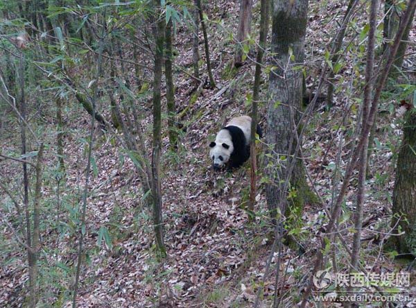 Imagens raras de pandas selvagens se acasalando são divulgadas