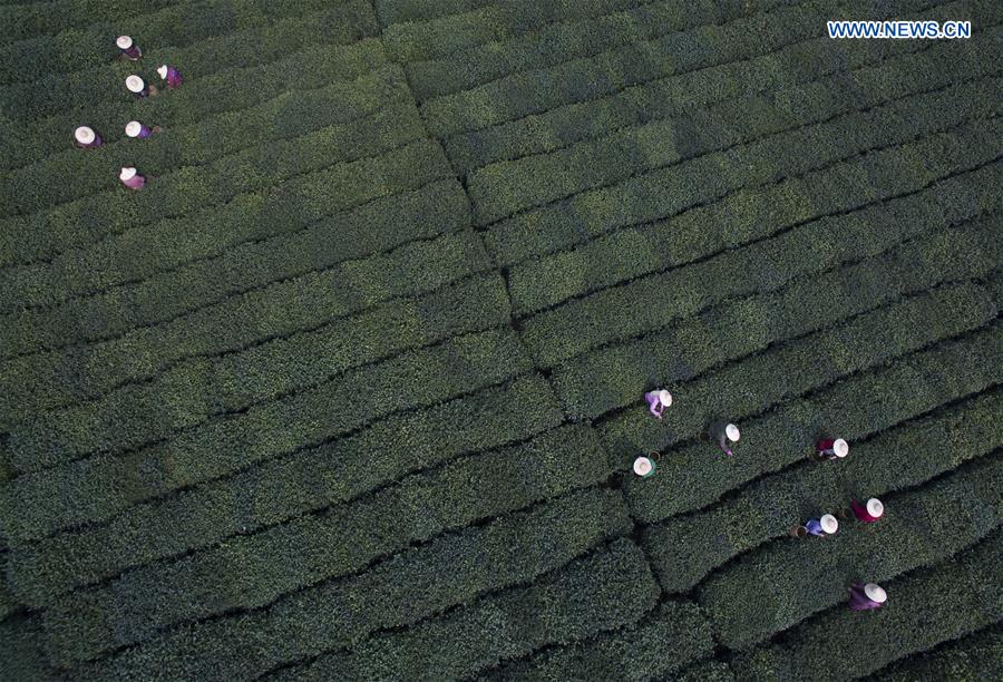 Inicia a colheita das folhas de Chá Longjing do Lago Oeste