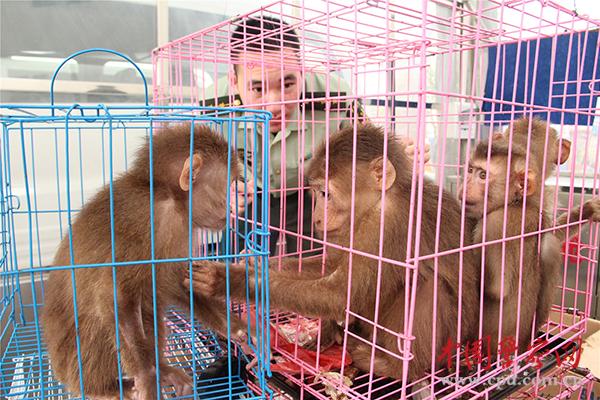 Polícia chinesa encontra 37 macacos em casa de viciado em drogas