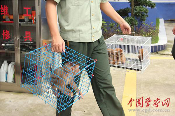 Polícia chinesa encontra 37 macacos em casa de viciado em drogas