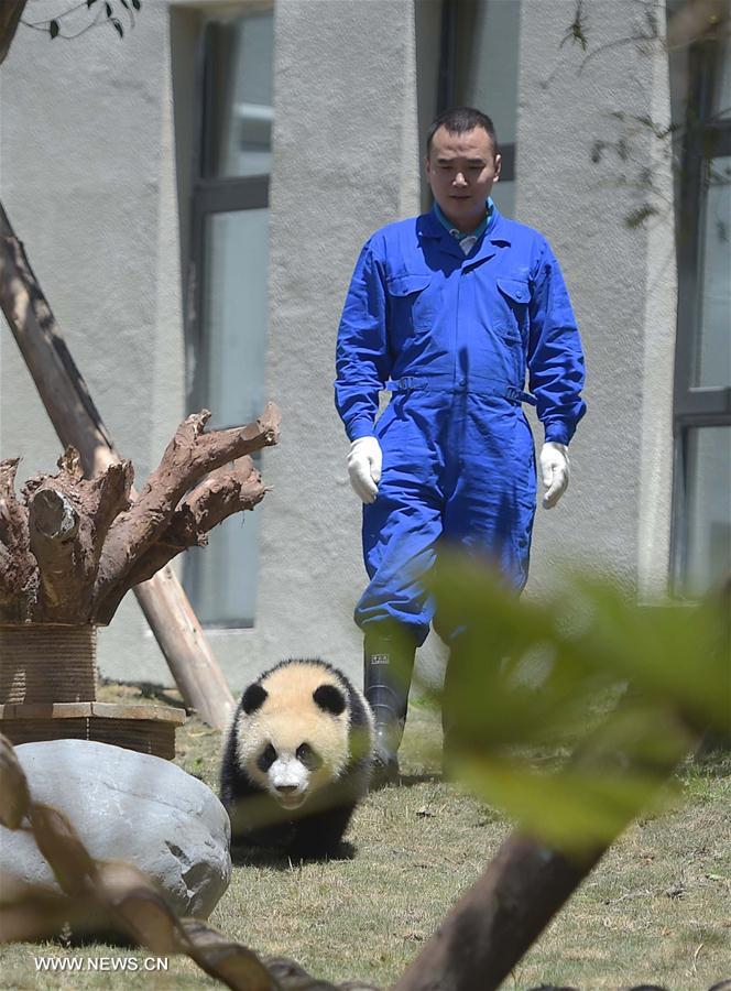 Novo parque de pandas gigantes entra em funcionamento