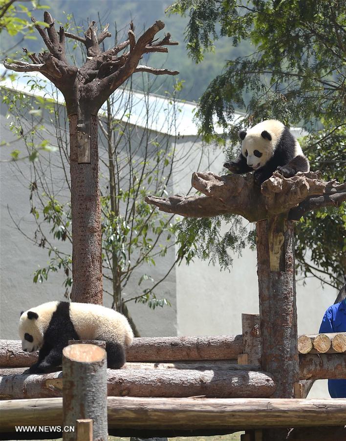 Novo parque de pandas gigantes entra em funcionamento