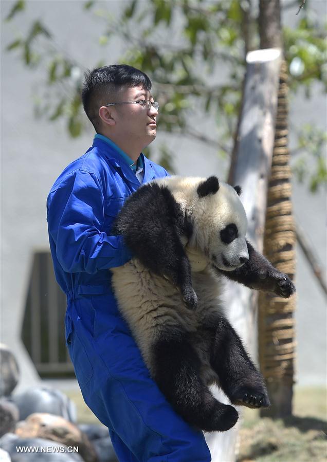 Novo parque de pandas gigantes entra em funcionamento