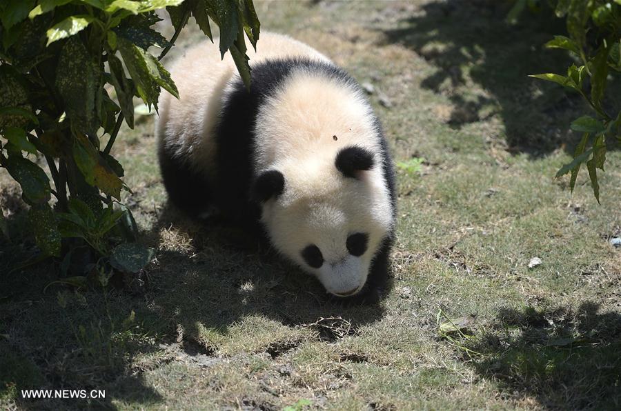 Novo parque de pandas gigantes entra em funcionamento