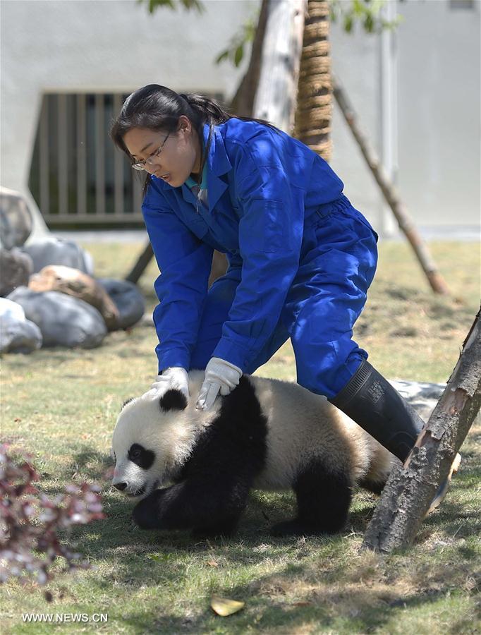 Novo parque de pandas gigantes entra em funcionamento
