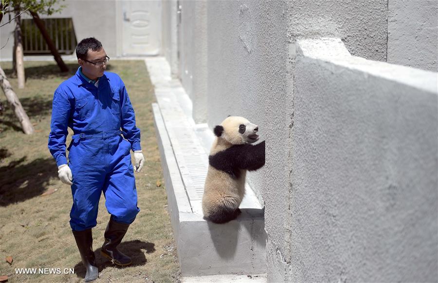 Novo parque de pandas gigantes entra em funcionamento