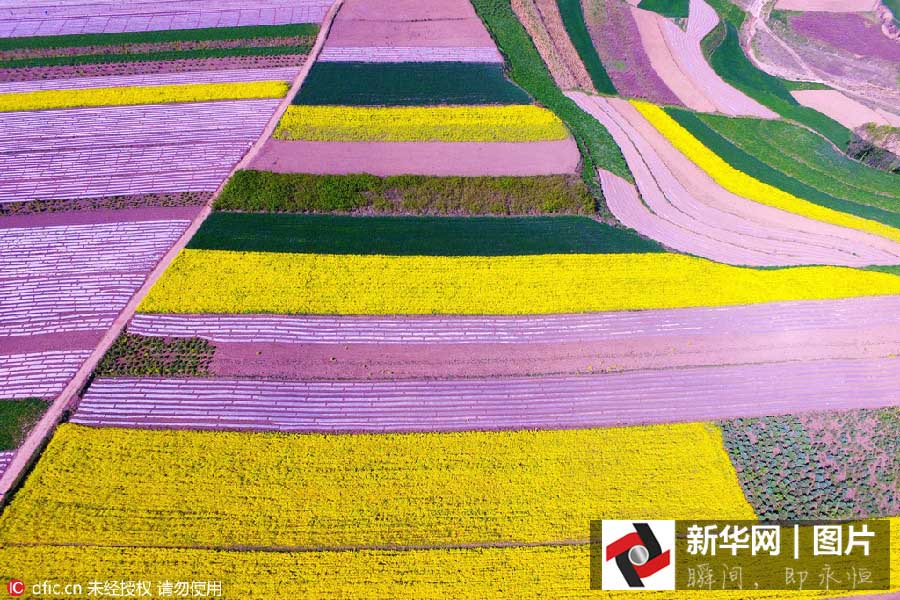 Inicia a estação das flores de canola no noroeste da China