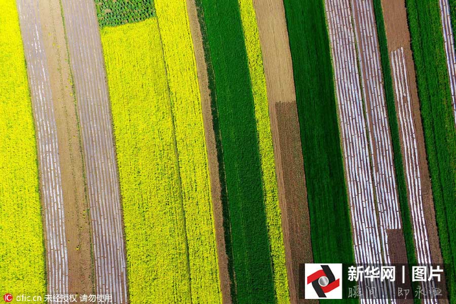 Inicia a estação das flores de canola no noroeste da China