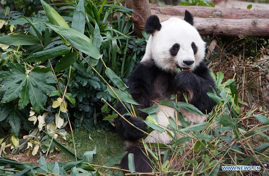 Exposição de arte alusiva ao panda será inaugurada em HK