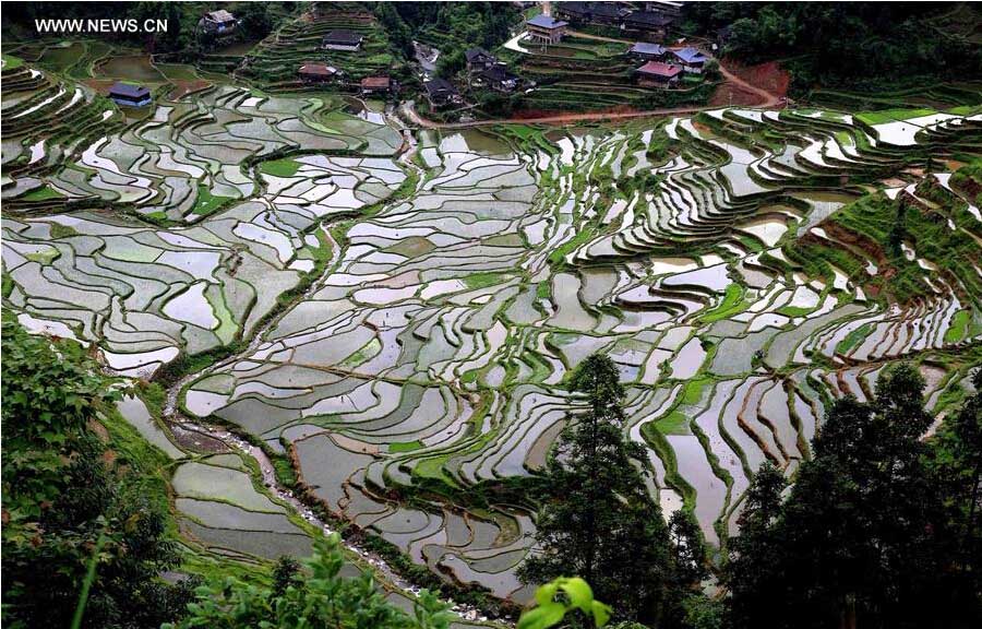 Terraços de arroz no sudoeste da China