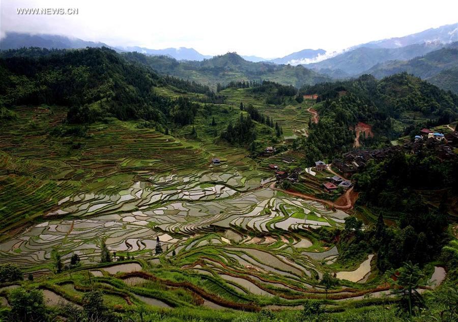 Terraços de arroz no sudoeste da China