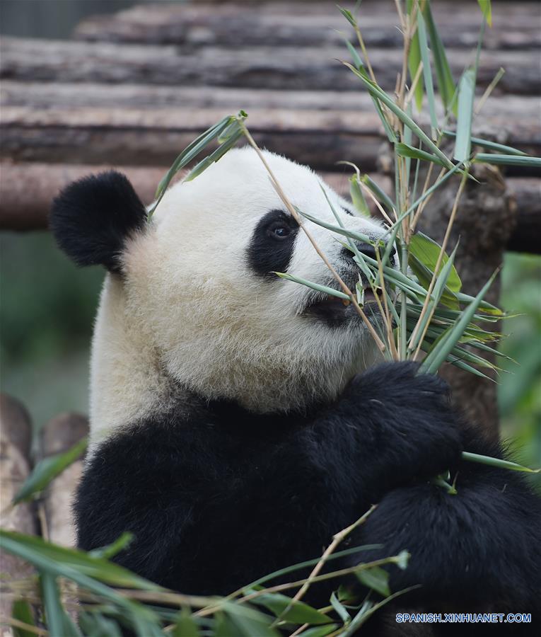 Número de pandas vivendo em cativeiro em Sichuan atinge 364 espécimes 