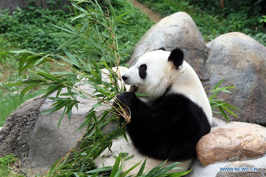 Ying Ying e Le Le: As estrelas do Parque Oceano de Hong Kong