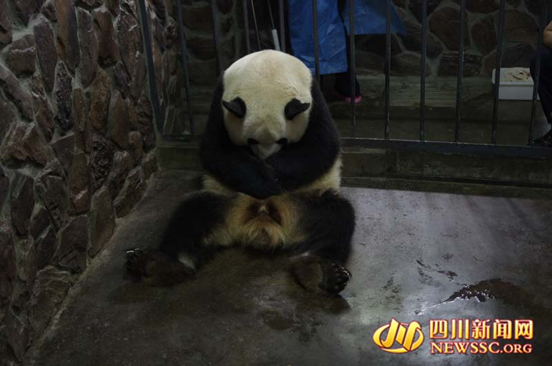 Panda nascido no Japão dá a luz na China