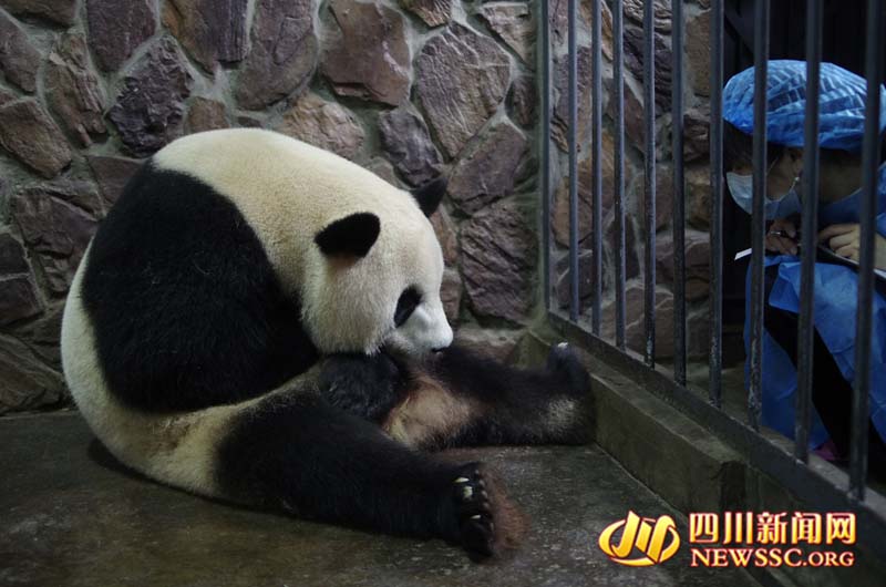 Panda nascido no Japão dá a luz na China
