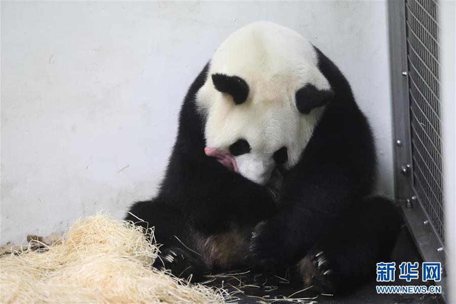 Panda gigante dá à luz filhote na Bélgica
