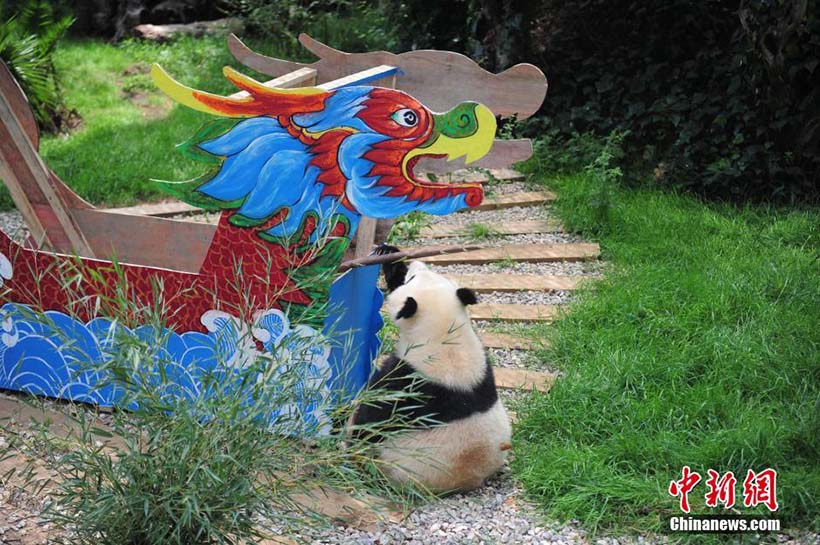 Pandas gigantes desfrutam de tratamento especial no Festival do Barco-Dragão