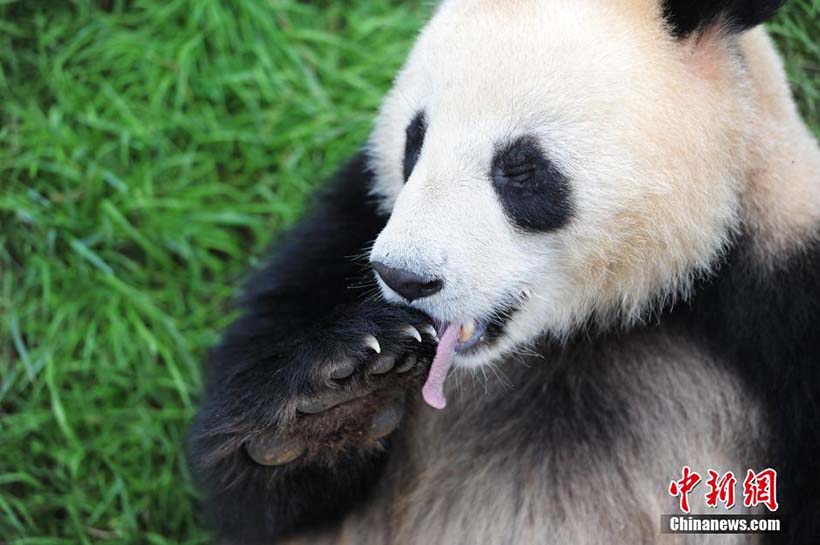 Pandas gigantes desfrutam de tratamento especial no Festival do Barco-Dragão