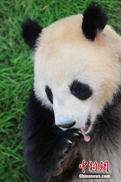 Pandas gigantes desfrutam de tratamento especial no Festival do Barco-Dragão