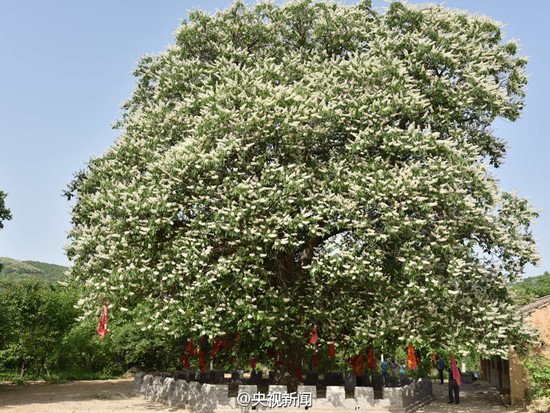 Árvore plantada por histórico monge chinês é transplantada para antiga capital