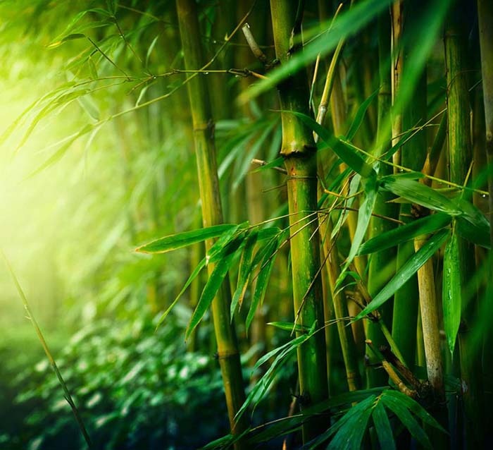 Grande Muralha e bambu são escolhidos como símbolos culturais mais emblemáticos da China