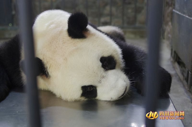 Panda gigante dá à luz gêmeas no sudoeste da China