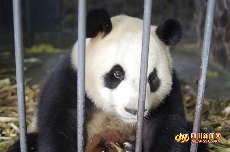 Panda gigante dá à luz gêmeas no sudoeste da China